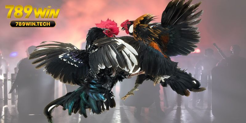 Những cửa cược cơ bản mà bạn chưa biết