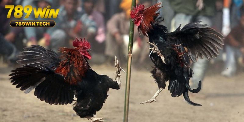 Sức hấp dẫn khó cưỡng của đá gà Thomo