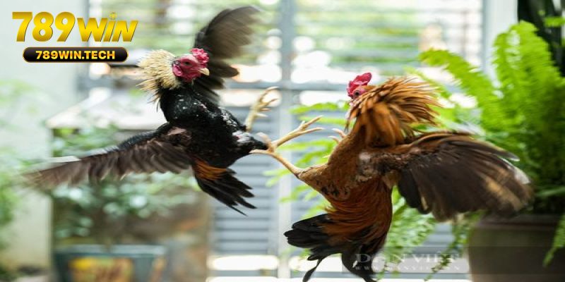 Một số nét chung về đá gà Thomo