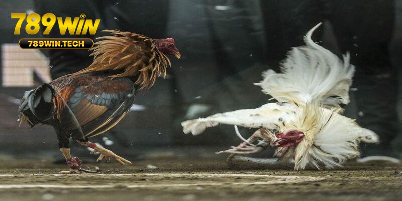 Cửa cược Meron mạng lại tỷ lệ thưởng cực lôi cuốn