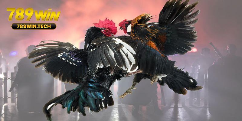 Đá gà Campuchia 789WIN cựa tròn đảm bảo sự an toàn