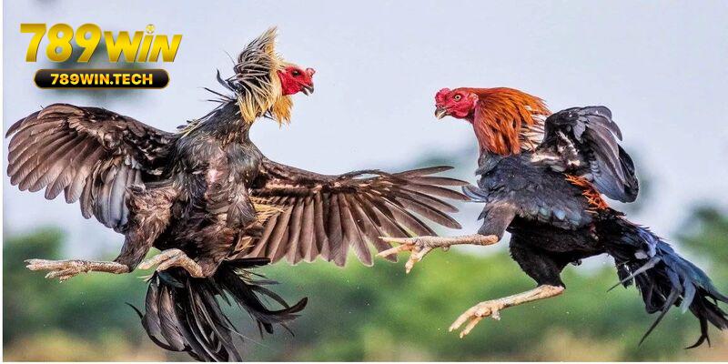 Đá gà Campuchia 789WIN cung cấp hình ảnh chất lượng cao