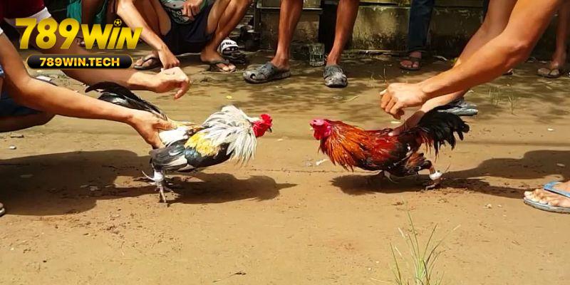 Đá gà tre hấp dẫn người xem bởi các trận đấu kịch tính