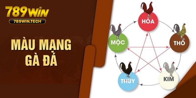 Giới thiệu về thông tin màu mạng gà đá