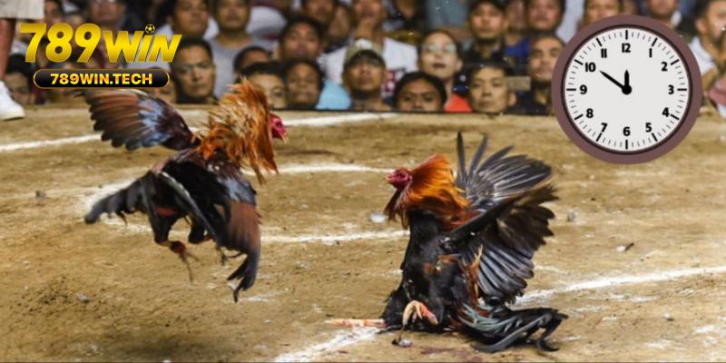 Top hình thức quan sát tông sắc kê chọi