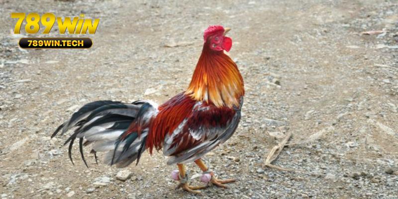 Dựa vào mệnh Hỏa và Thổ trong ngũ hành