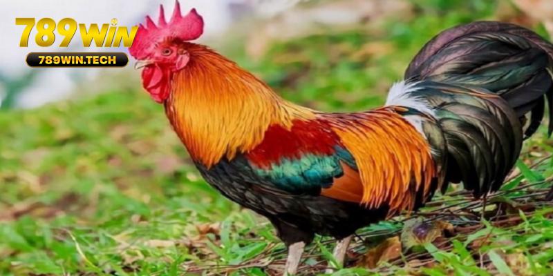 Sai lầm phổ biến khi xem màu mạng gà đá