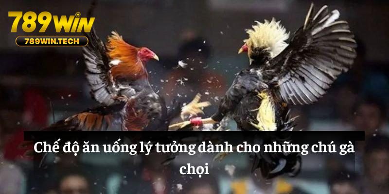 Chế độ ăn uống lý tưởng dành cho những chú gà chọi