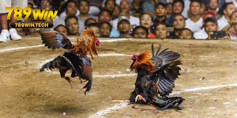 Cuộc đối đầu rực lửa chiến thắng chỉ trong tích tắc