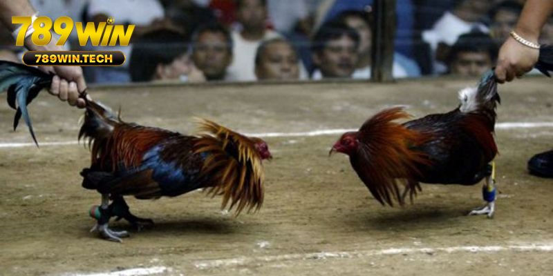 Đá gà cựa dao là sân chơi dành cho người đam mê