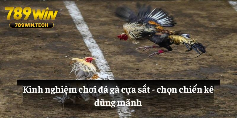 Kinh nghiệm chơi đá gà cựa sắt: chọn chiến kê dũng mãnh