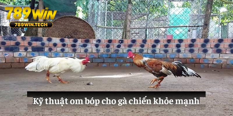 Kỹ thuật om bóp cho gà chiến khỏe mạnh