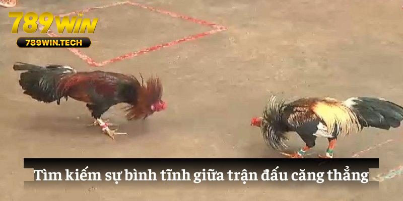 Tìm kiếm sự bình tĩnh giữa trận đấu căng thẳng