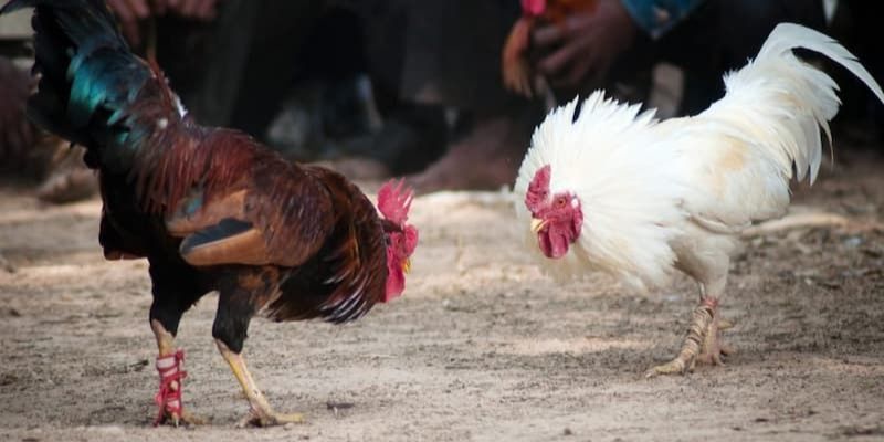 Đá gà cựa là hình thức thu hút nhiều người chơi