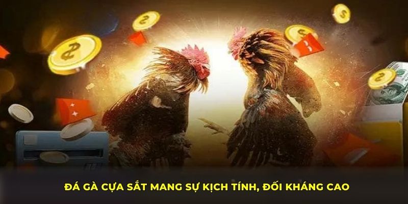 Đá gà cựa sắt mang sự kịch tính, đối kháng cao