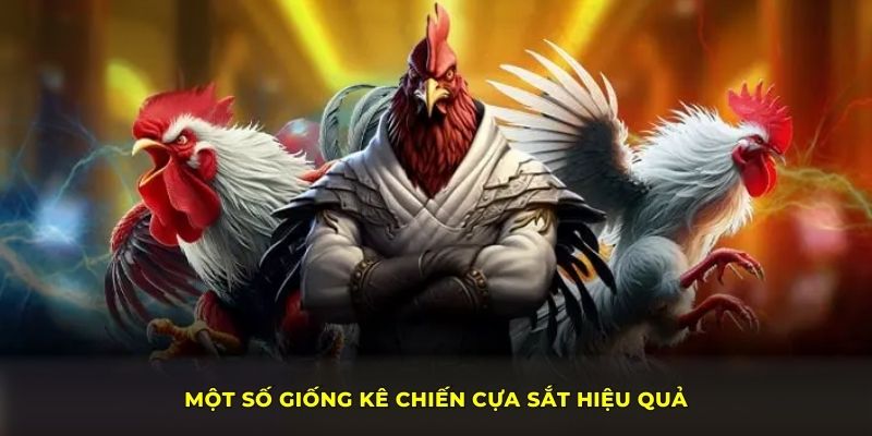 Một số giống kê chiến cựa sắt hiệu quả