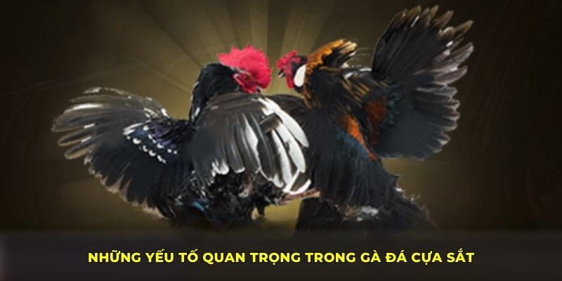 Những yếu tố quan trọng trong gà đá cựa sắt